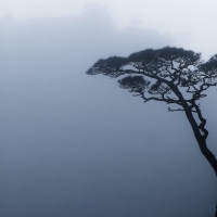 tree on a mountainside