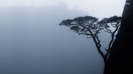 tree on a mountainside - fog, mountain, tree, ridge