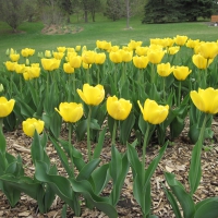 Yellow Tulips