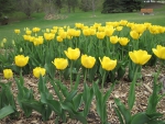 Yellow Tulips