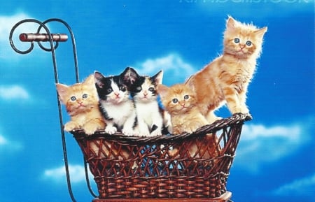 a group of kittens - carriage, clouds, kittens, cute, paws