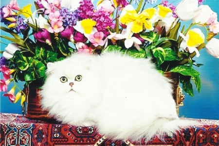 A persian chinchilla cat by some flowers