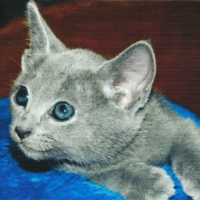 Russian blue kitten