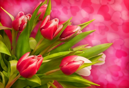 Pretty tulips - red, delicate, pretty, pink, tulips, beautiful, flowers, tender, bouquet, background, freshness, nice, hearts, lovely