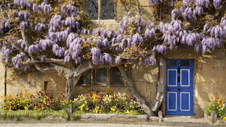 flowering wisteria covered cottage in england - flowering, cottage, door, vine