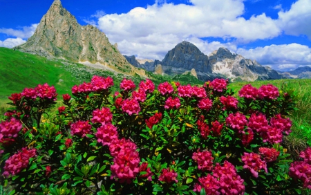 Mountain roses - nice, sky, roses, greenery, pretty, clouds, green, grass, cliffs, mountain, hills, peaks, lovely, bushes, nature, beautiful, red, flowers