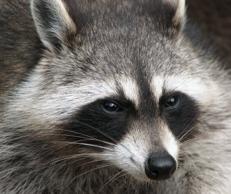 A dark faced mask and ringed tail. - black eye mask and bushy, night vision, nocturnal animal, predators, black