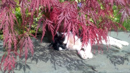 Rhea under the Acer - nature, trees, animals, cats