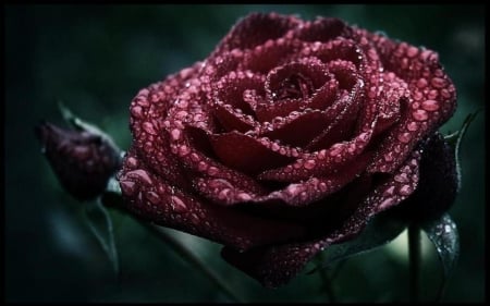 Drops on a rose - dewdrops, roses, rain, raindrops, wallpaper, dew, nature, romantic, flowers, drops, red rose