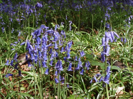 Bluebells on Guard