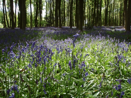 Bluebells at Micheldever - Bluebells, Micheldever, Flowers, Spring