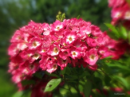 ♥ Summer Flower ♥ - nature, summer, red, green, red flower, flower, sun