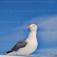 Seagull