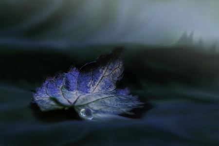 Tear - leaf, blue, leaves, tear