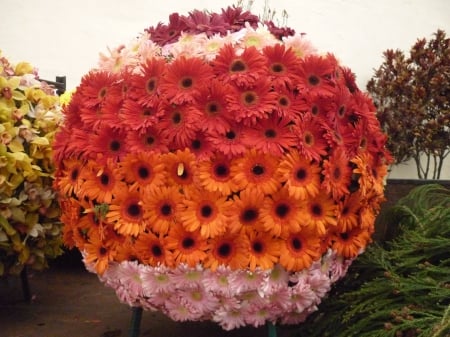 Gerbera ball - ball, festival, flower, gerbera