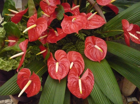 Antúrios - festival, anturios, flower, madeira