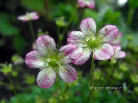 SAXIFRAGA ARENDSH - giardino, estate, fiori, natura