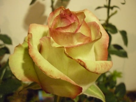 Yellow rose - madeira, rose, flower, festival