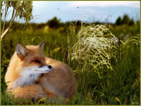 Fox - fox, nature, sky, tree