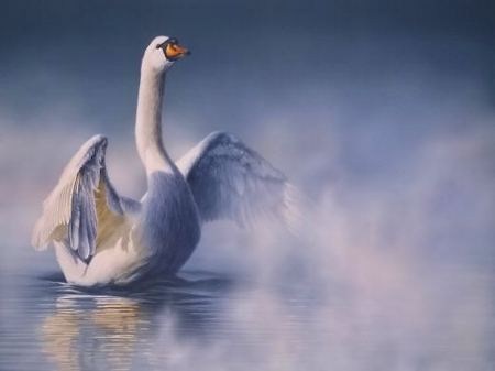 Misty bath - swan, bird, water, mist, mute swan