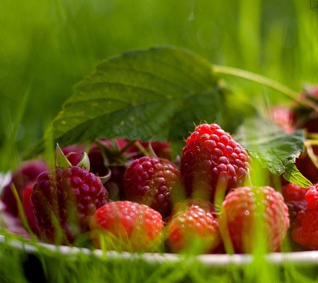 Delicious Fresh Fruit Still Life - leaf, raspberries, fruit, still, abstract, life, red, green, bunch, grass