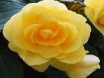 Yellow Begonia