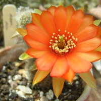 Orange Cactus Flower, Arizona