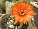 Orange Cactus Flower, Arizona