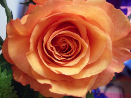 Large Orange rose - large, flowers, nature, rose, layers, orange, petals, shadow