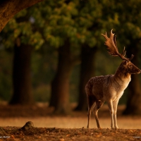 Fallow Deer, Sunrise