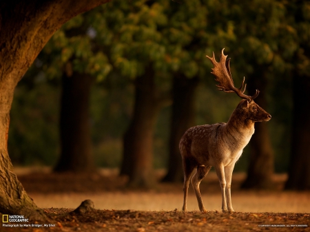 Fallow Deer, Sunrise - nature, forest, deer, animals