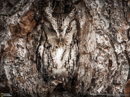 Portrait of an Eastern Screech Owl - nature, owl, animals, birds