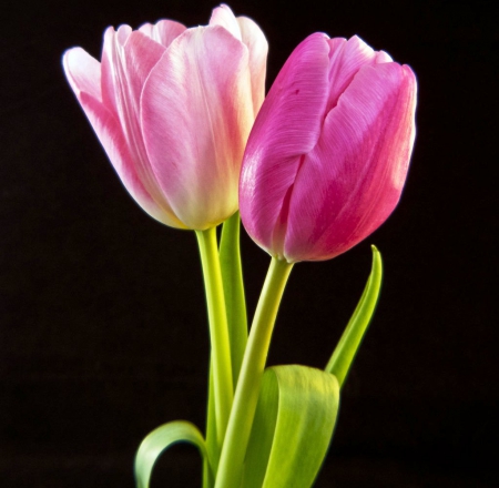 Two Tulips - flowers, tulips, nature, two