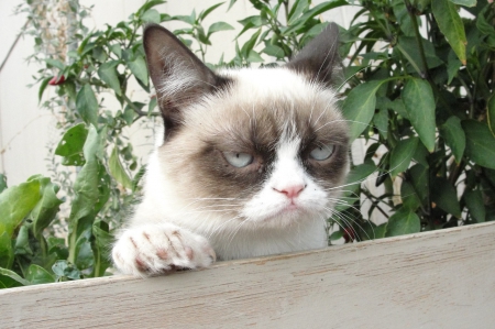 The Grumpy Cat - Animals, Feline, Grumpy, Cats