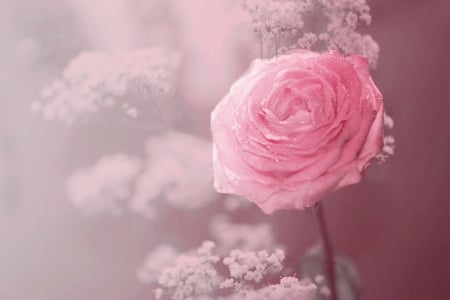 Pale Pink Rose - rose, pale, pink, beautiful