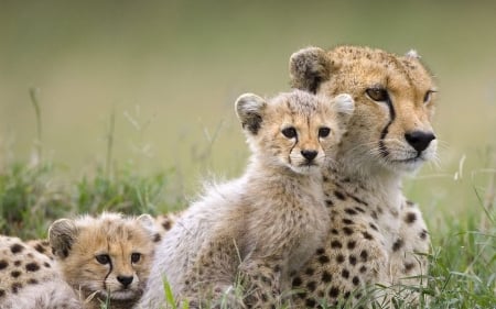 Cheetah - run, Cheetah, fast, animal