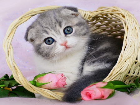 Kitty in basket - nice, adorable, fluffy, cat, roses, kitty, basket, lovely, kitten, pink, beautiful, sweet, flowers, look, photo, cute