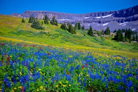 Meadow of mountain wildflowers - nice, slope, sky, trees, colorful, greenery, field, meadow, view, pretty, grass, mountain, summer, lovely, nature, blue, beautiful, delight, flowers, wildflowers