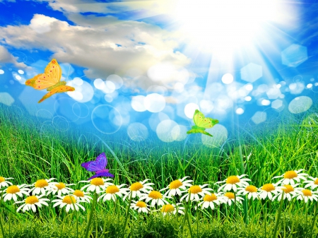 Paradise field - dazzling, freshness, paradise, sun, greenery, meadow, field, shine, bubbles, spring, daisies, grass, butterflies, rays, fresh, sunlight, day, light, summer, nature, bright, glow, blue, delight, flowers