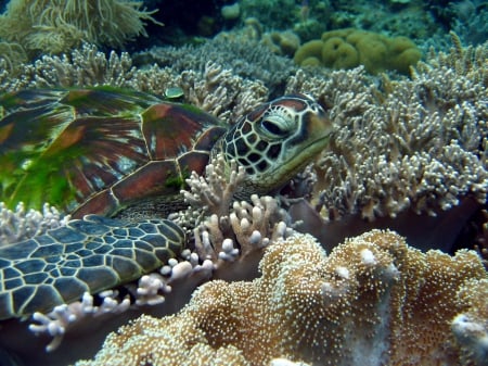 Under-water - ocean, turtle, water, sea, underwater