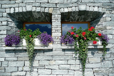 flowering windows - house, architecture, windows, flowering