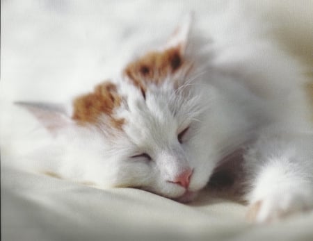 Cat napping - napping, paws, cute, cat