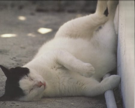 Cat napping - cute, napping, paws, cat