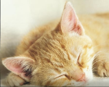 Cat napping - napping, paws, cute, cat