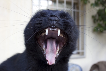 Cat - sleepy, cute, beautiful, cat, sleeping, kitty, cats, hat, cat face, paws, face, animals, pretty, beauty, sweet, kitten, lovely