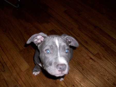 blue pit pup - kratos, dog, blue pit pup