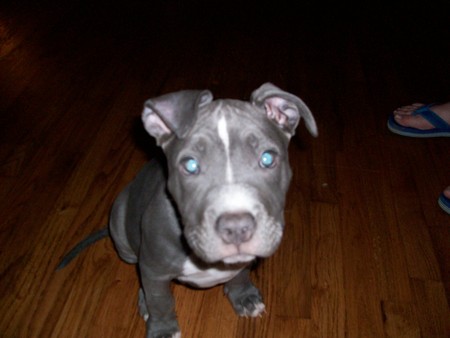 blue pit pup - kratos, blue pit pup