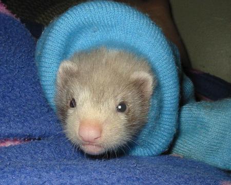 Baby Ferret - Other & Animals Background Wallpapers on Desktop Nexus ...