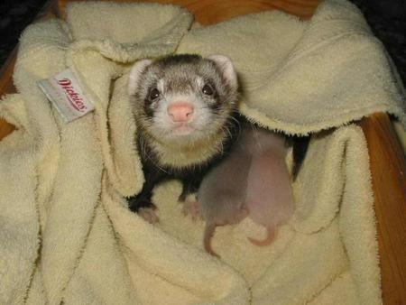 Mum and Babies - animal, ferret, baby