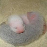 Ferret Cuddles